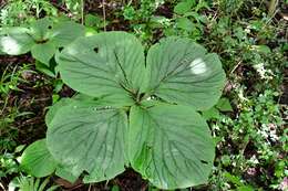 Imagem de Spigelia splendens H. Wendl. ex Hook.