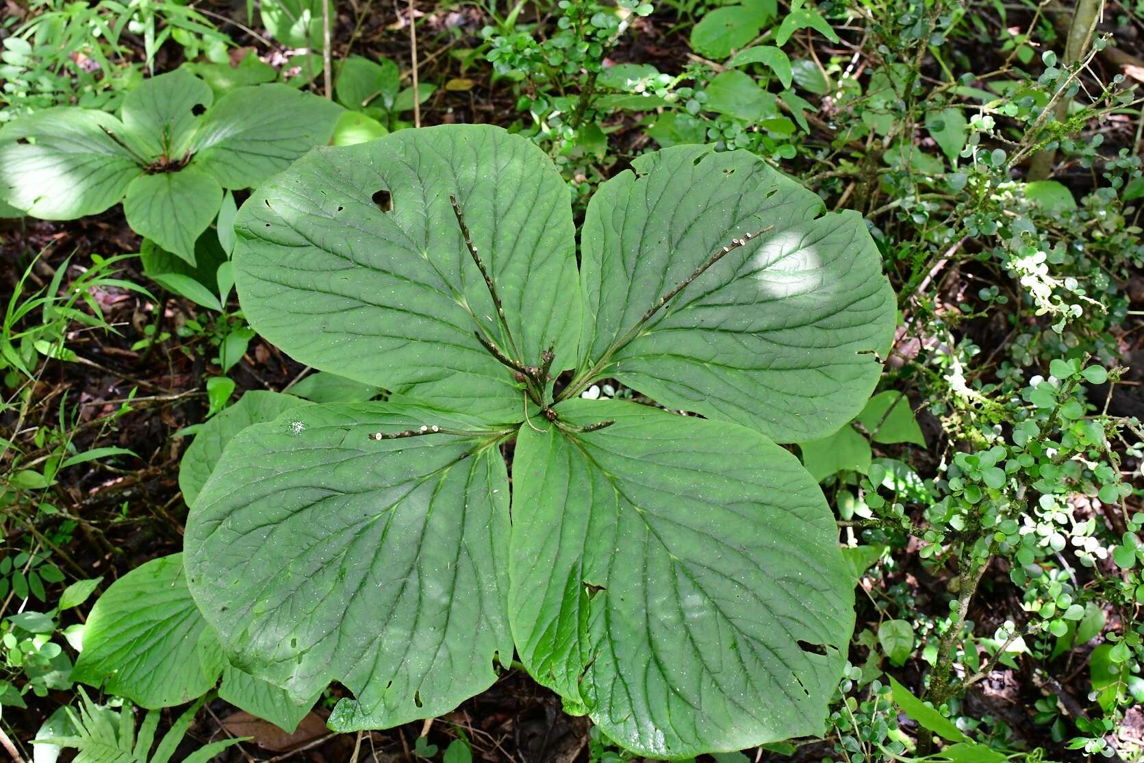 Imagem de Spigelia splendens H. Wendl. ex Hook.