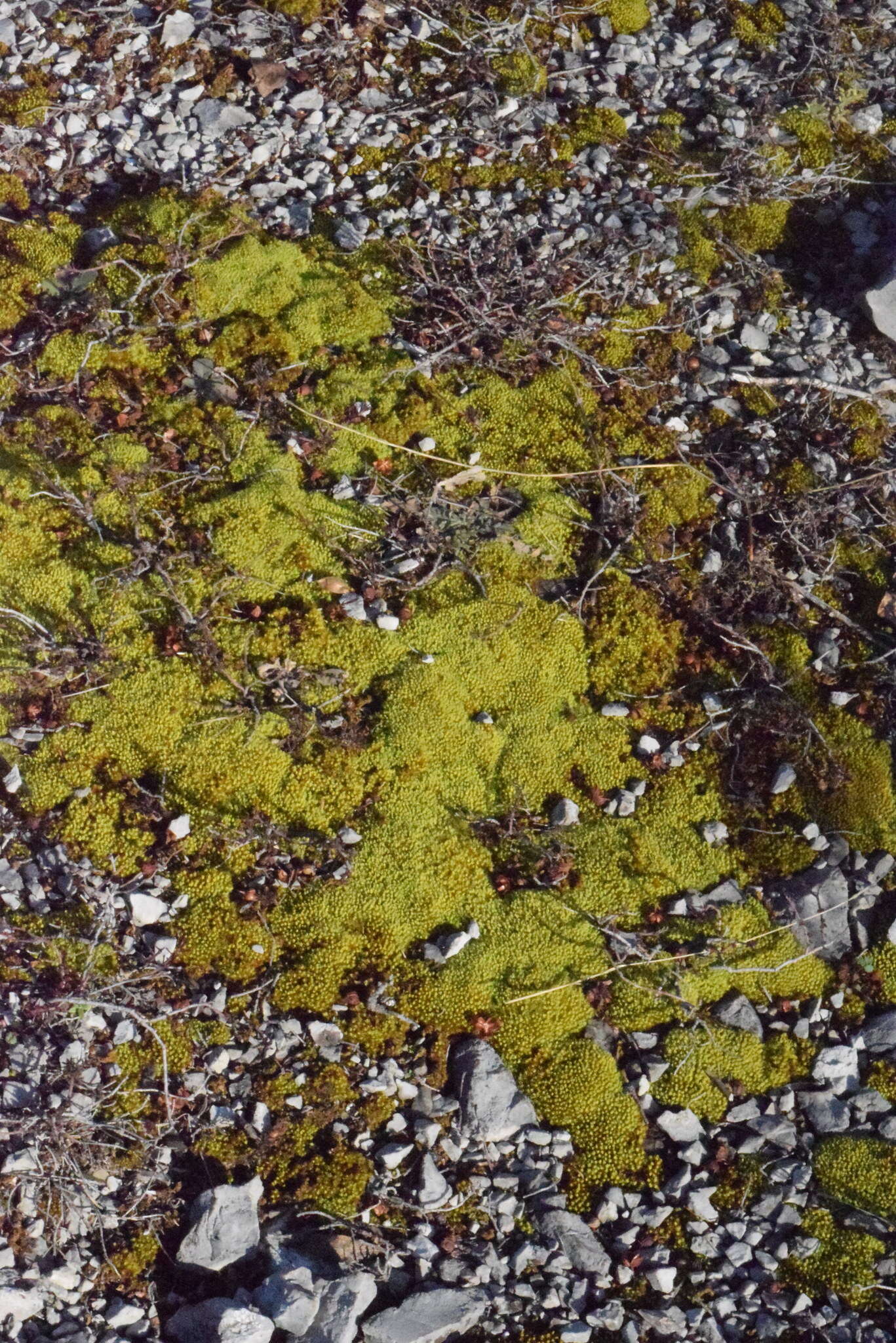 Image of tortella moss