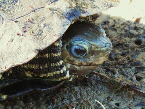 Image of Balkan pond turtle