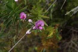 Image of Handsome Wedge Pea