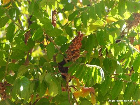 Image of Sicilian sumac