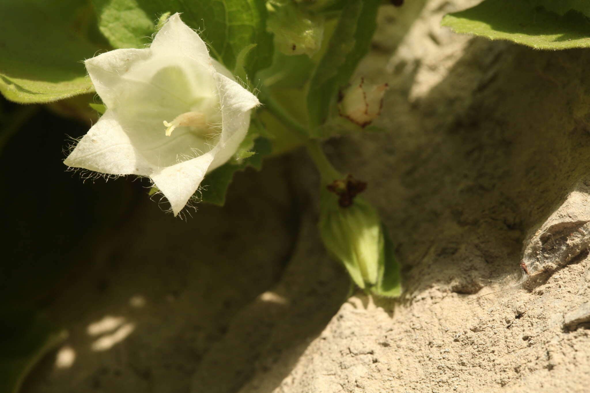 Image of Campanula pendula M. Bieb.