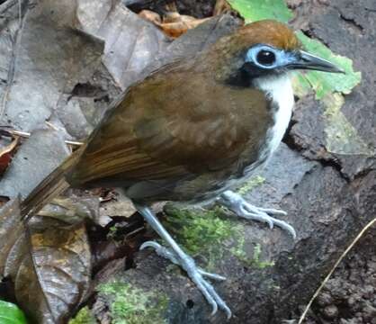 Image of Bicolored Antbird