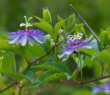 Plancia ëd Passiflora incarnata L.