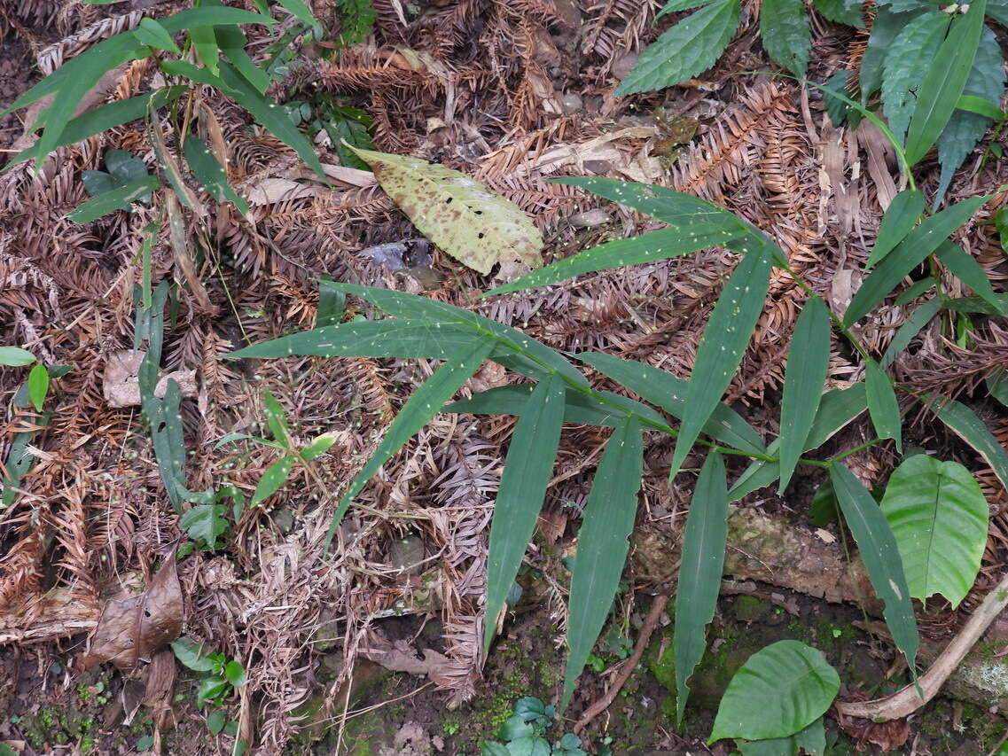 Plancia ëd Cyrtococcum patens var. latifolium (Honda) Ohwi