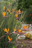 Image of Strelitzia juncea (Ker Gawl.) Link