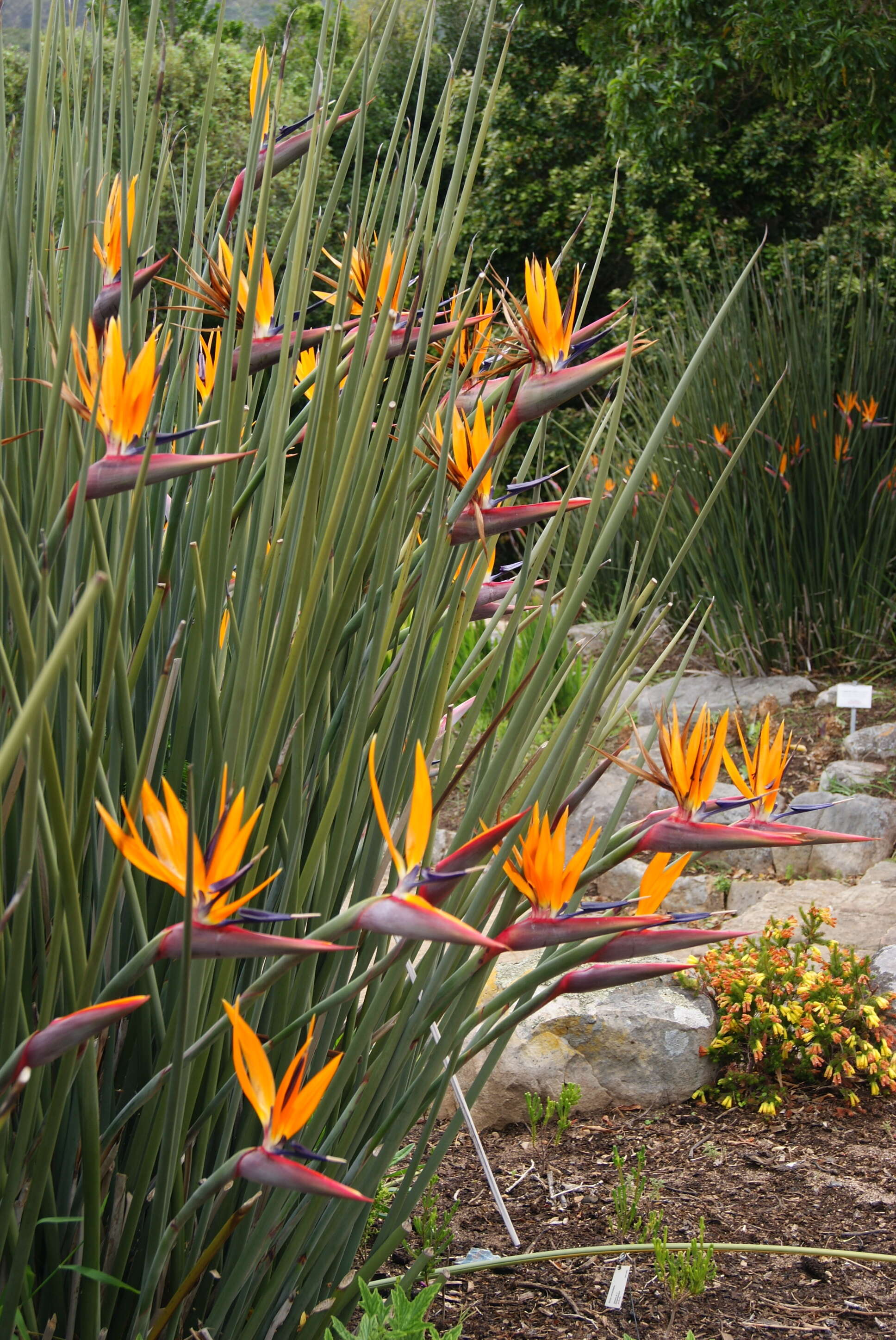 Image of Strelitzia juncea (Ker Gawl.) Link