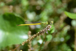 Image of Ceriagrion melanurum Selys 1876