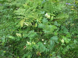 Image of Aconitum krylovii Steinb.