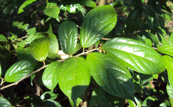 Image of Alangium salviifolium (L. fil.) Wangerin