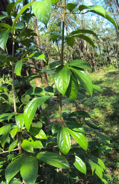 Image of Alangium salviifolium (L. fil.) Wangerin