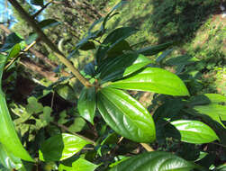 Image of Alangium salviifolium (L. fil.) Wangerin