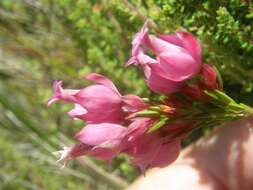 Plancia ëd Erica borboniifolia Salisb.