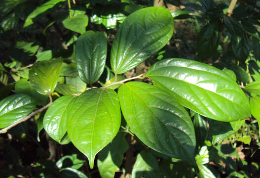 Image of Alangium salviifolium (L. fil.) Wangerin