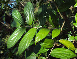 Image of Alangium salviifolium (L. fil.) Wangerin