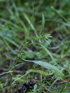 Imagem de Rumex rossicus Murb.