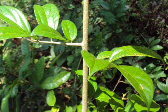 Image of Alangium salviifolium (L. fil.) Wangerin