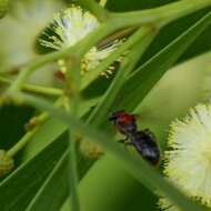 Lasioglossum callomelittinum (Cockerell 1910)的圖片