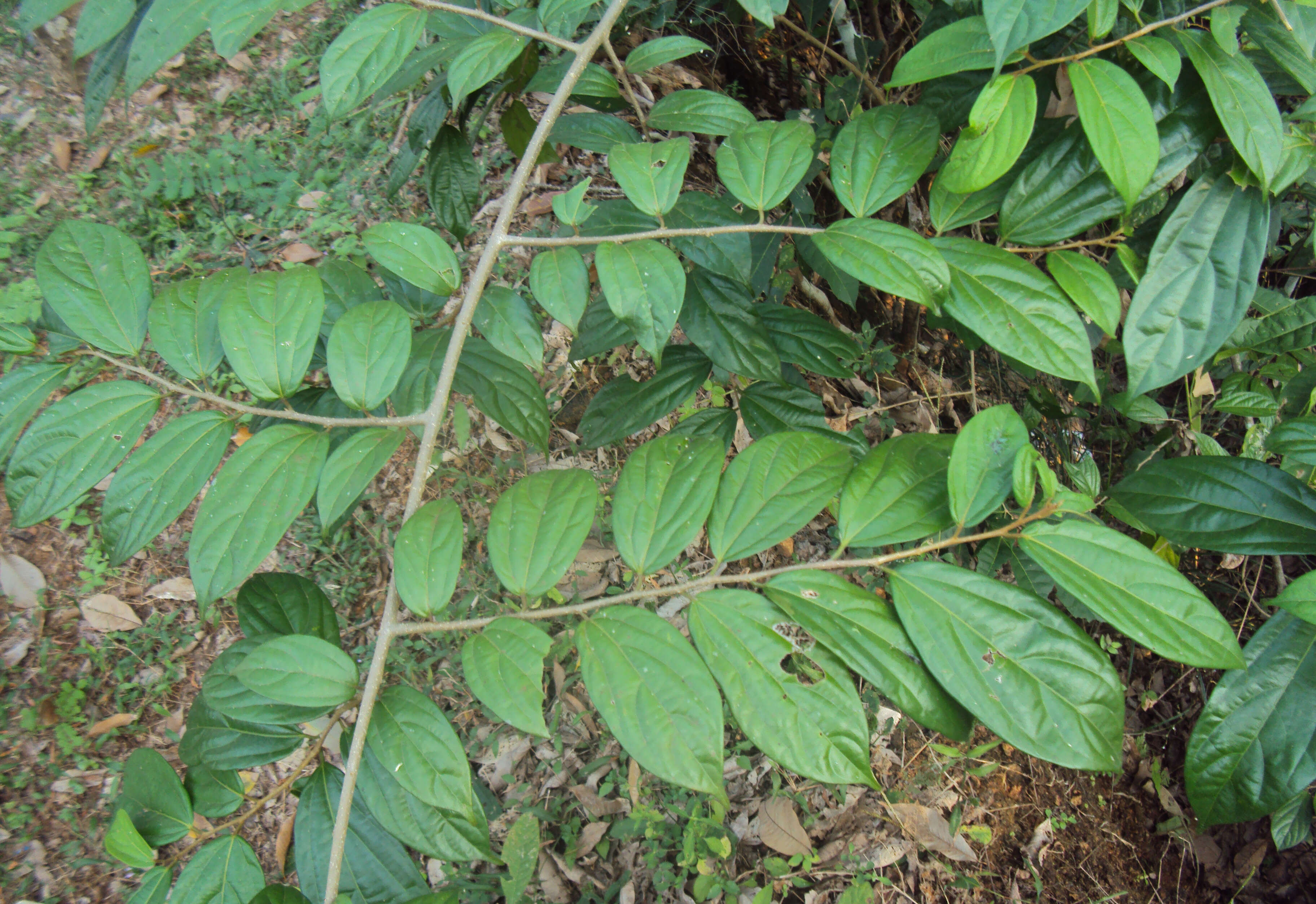 Image of Alangium salviifolium (L. fil.) Wangerin