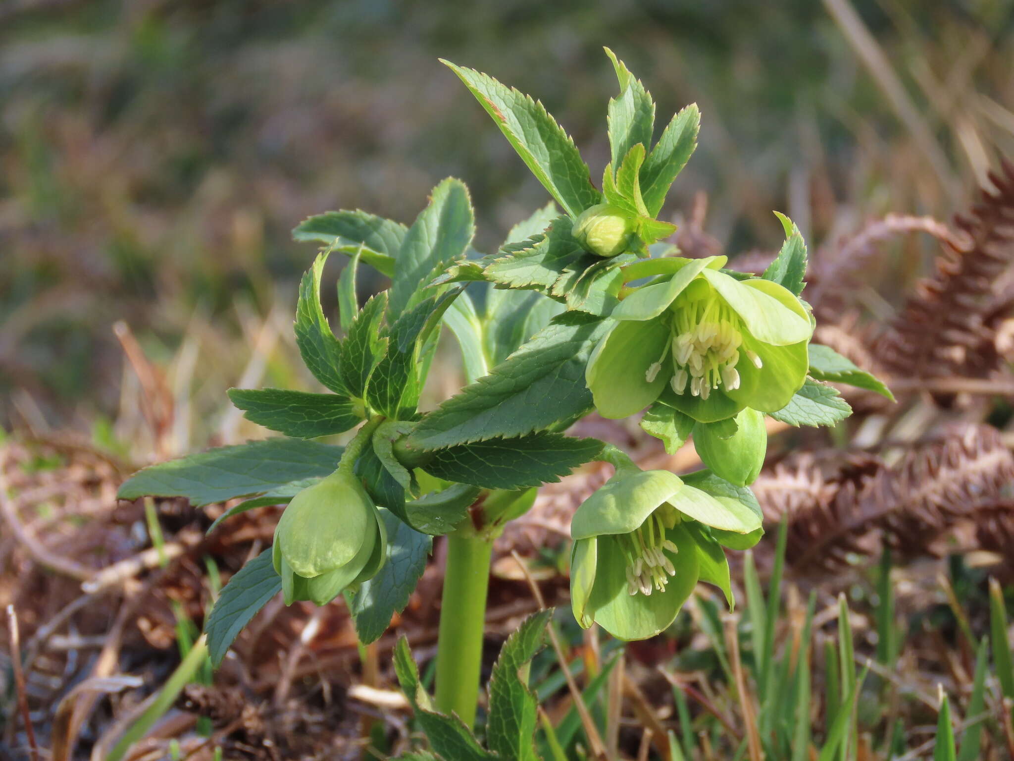 Image of Helleborus viridis subsp. occidentalis (Reuter) Schifner