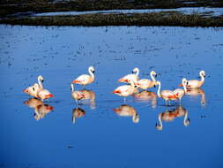 Imagem de Phoenicopterus chilensis Molina 1782