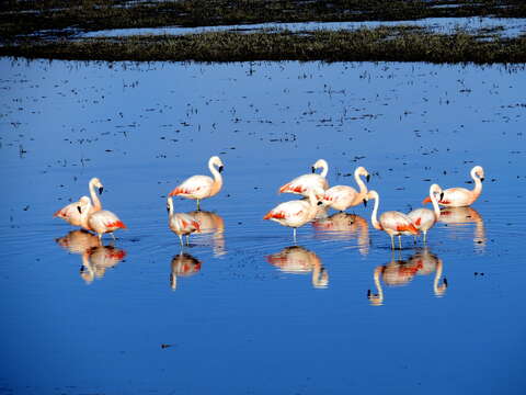 Imagem de Phoenicopterus chilensis Molina 1782