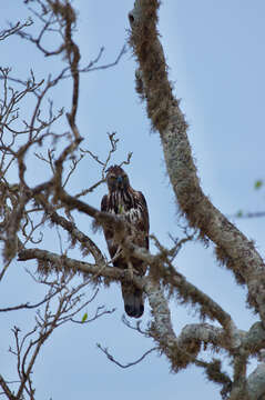 Nisaetus cirrhatus ceylanensis (Gmelin & JF 1788) resmi