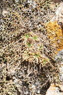 Image of Standley's draba