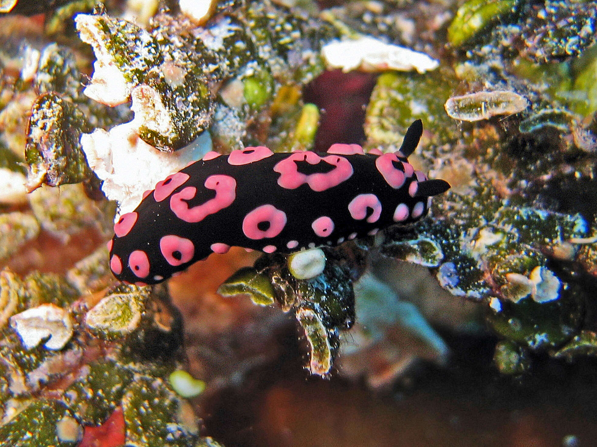 Image of Phyllidiella annulata (Gray 1853)