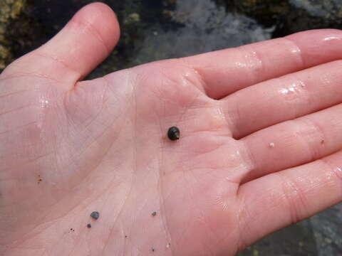 Image of Edible periwinkle