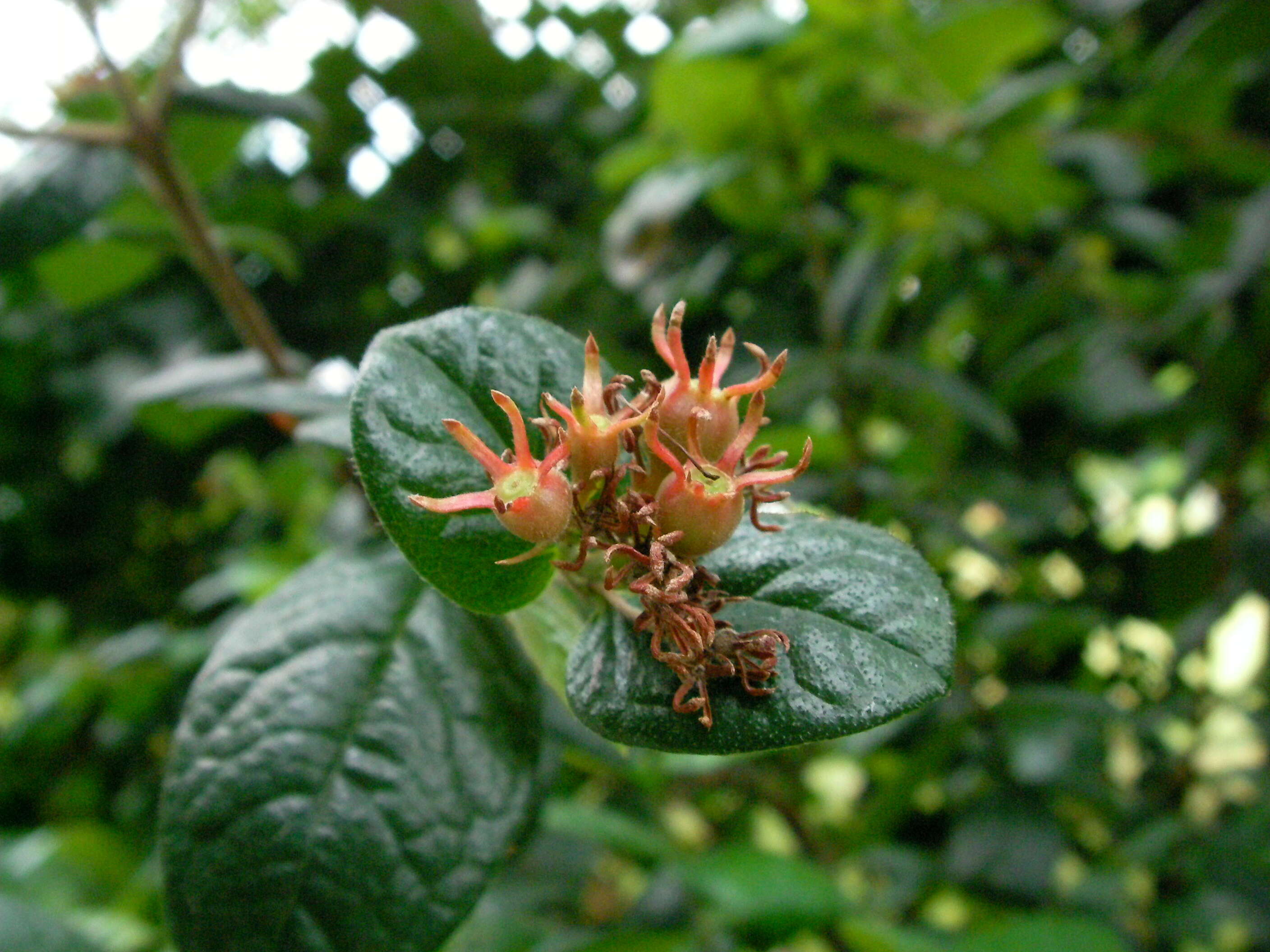 Image of Rondeletia odorata Jacq.