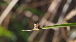 Image of American bulrush