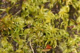 Imagem de Sphagnum trinitense C. Müller 1848