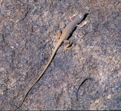 Image of Kaokoland Sand Lizrard