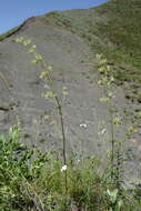 Image of Asperula molluginoides (M. Bieb.) Rchb.