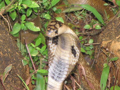 Image of Indian cobra