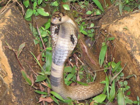 Image of Indian cobra