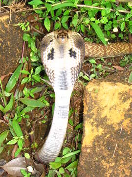 Image of Indian cobra