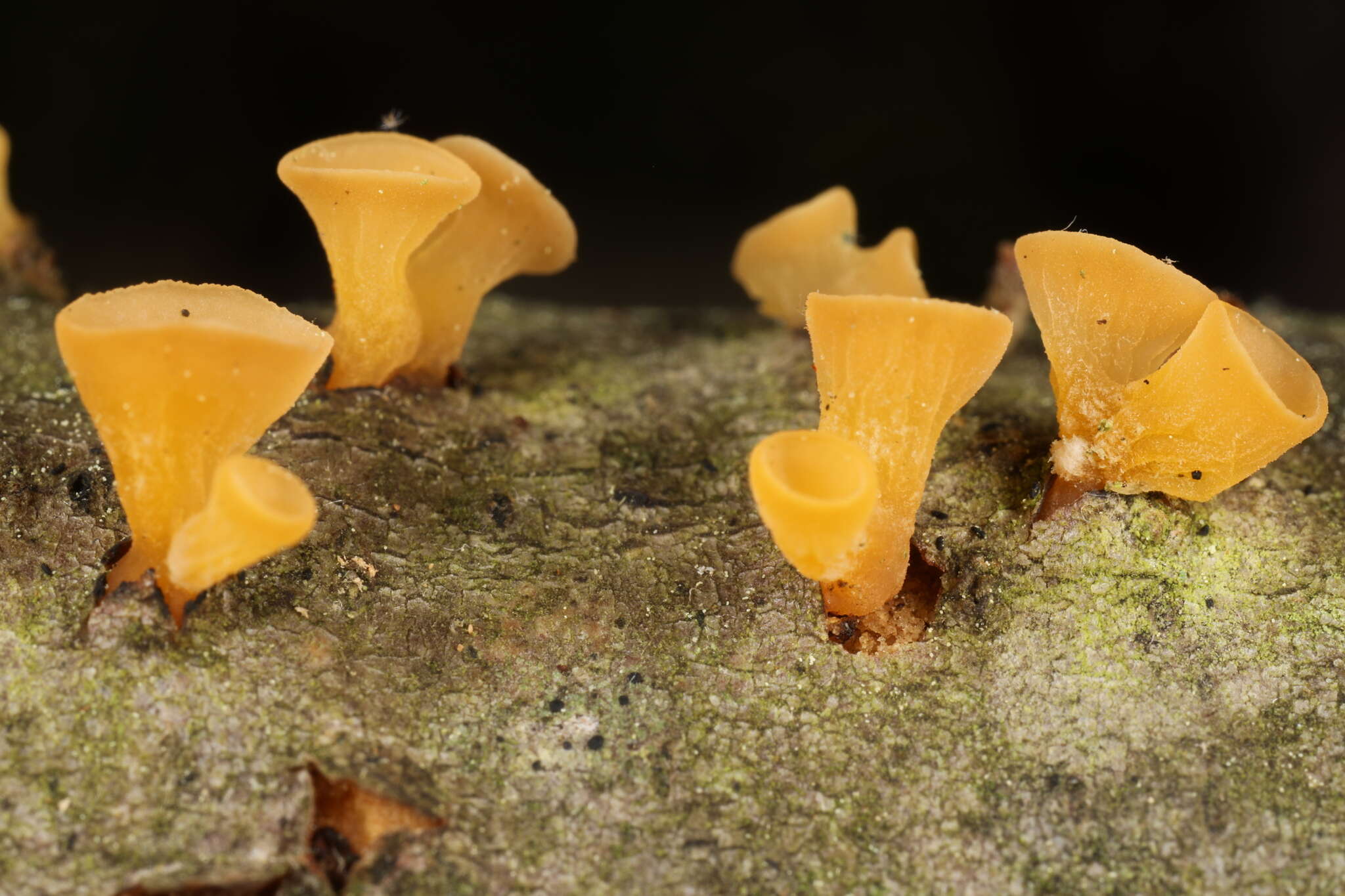 Image of Guepiniopsis buccina (Pers.) L. L. Kenn. 1959