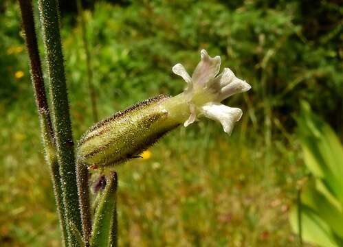 Image of Drummond's campion