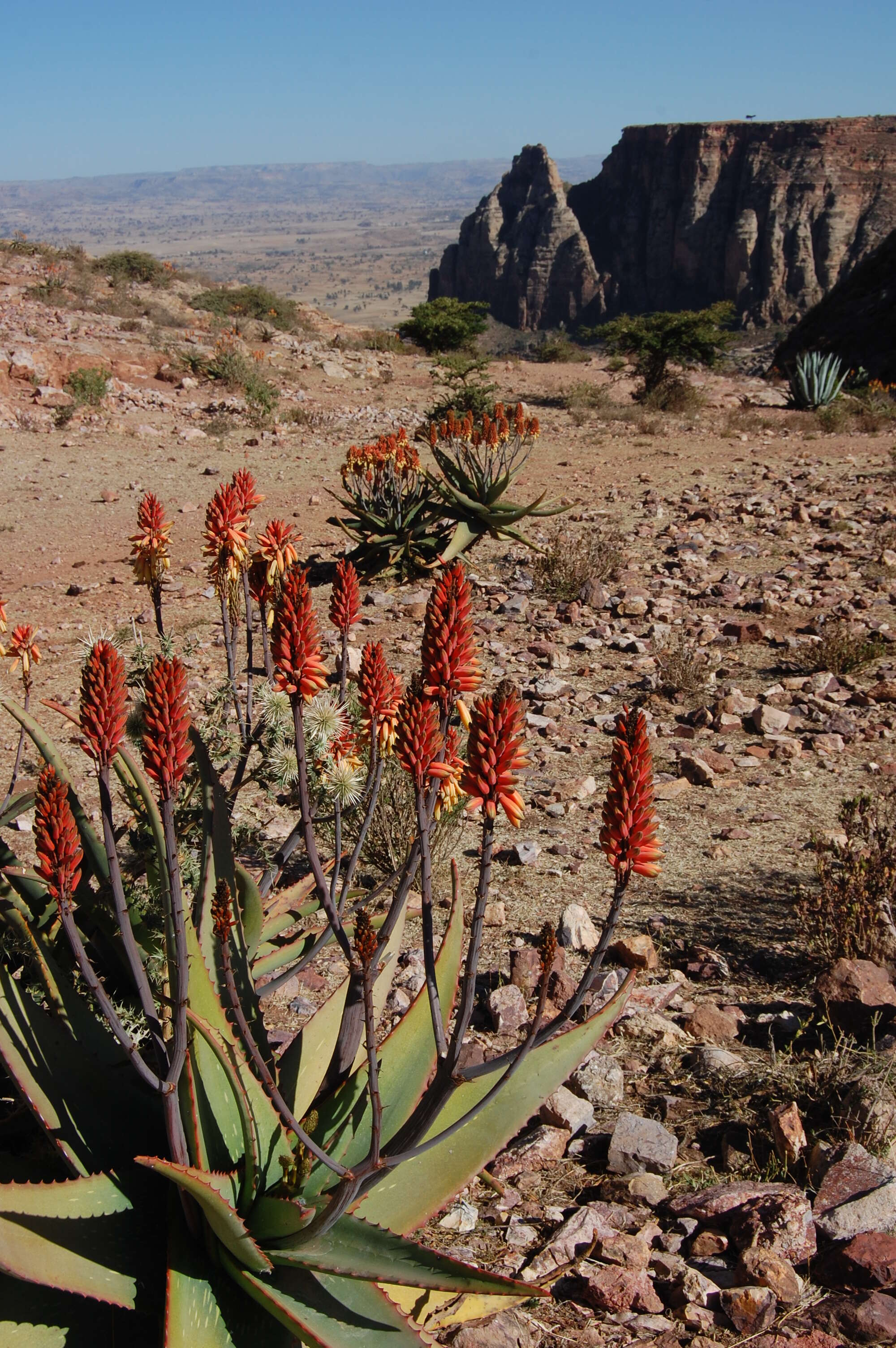 Image of Aloe camperi Schweinf.
