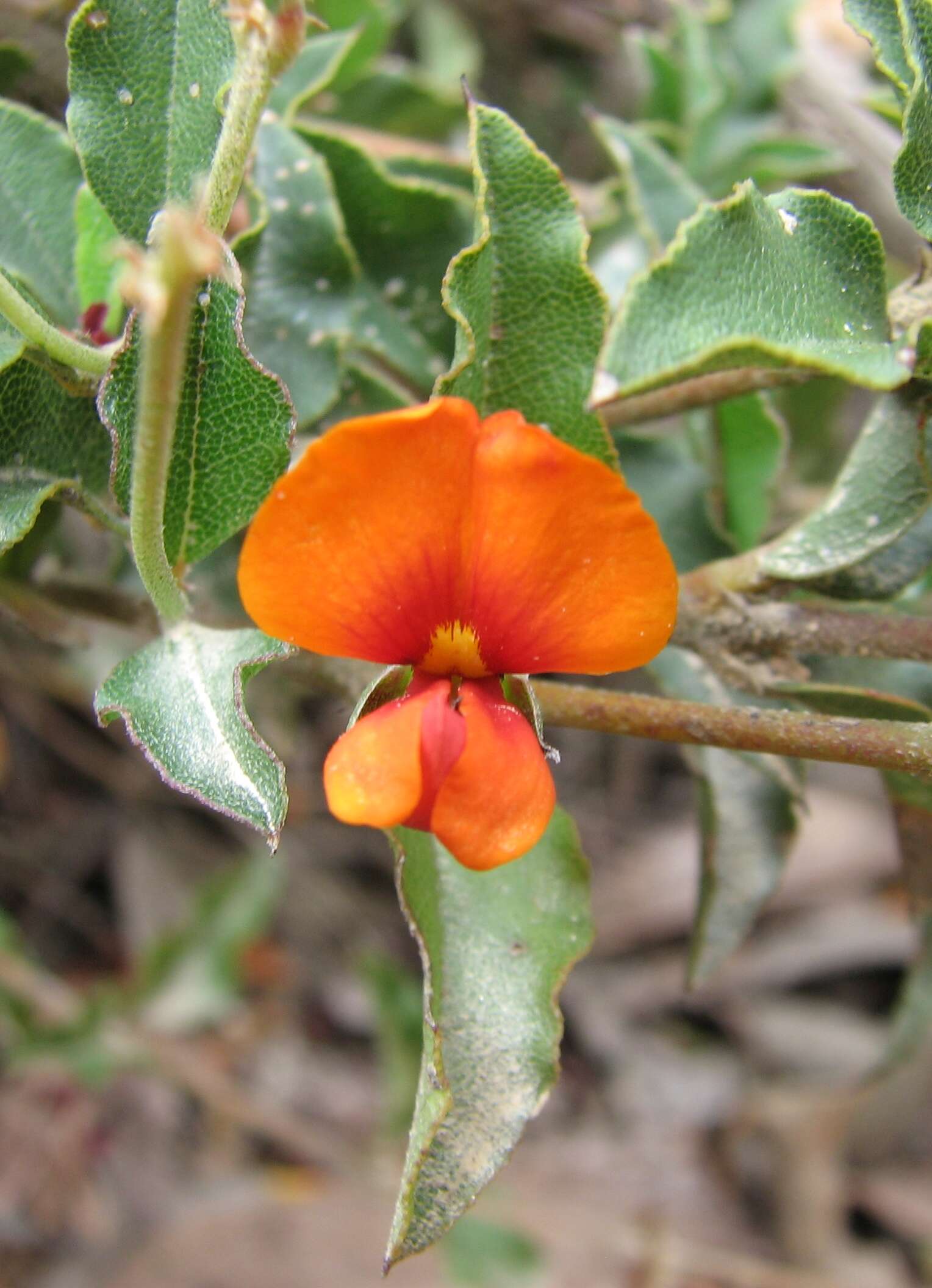 Image de Podolobium procumbens