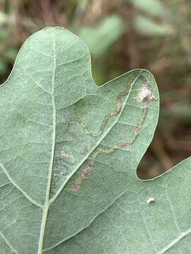 Image de Stigmella basiguttella (Heinemann 1862) Vári 1944