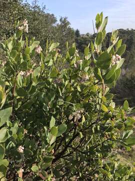 Image of brittleleaf manzanita