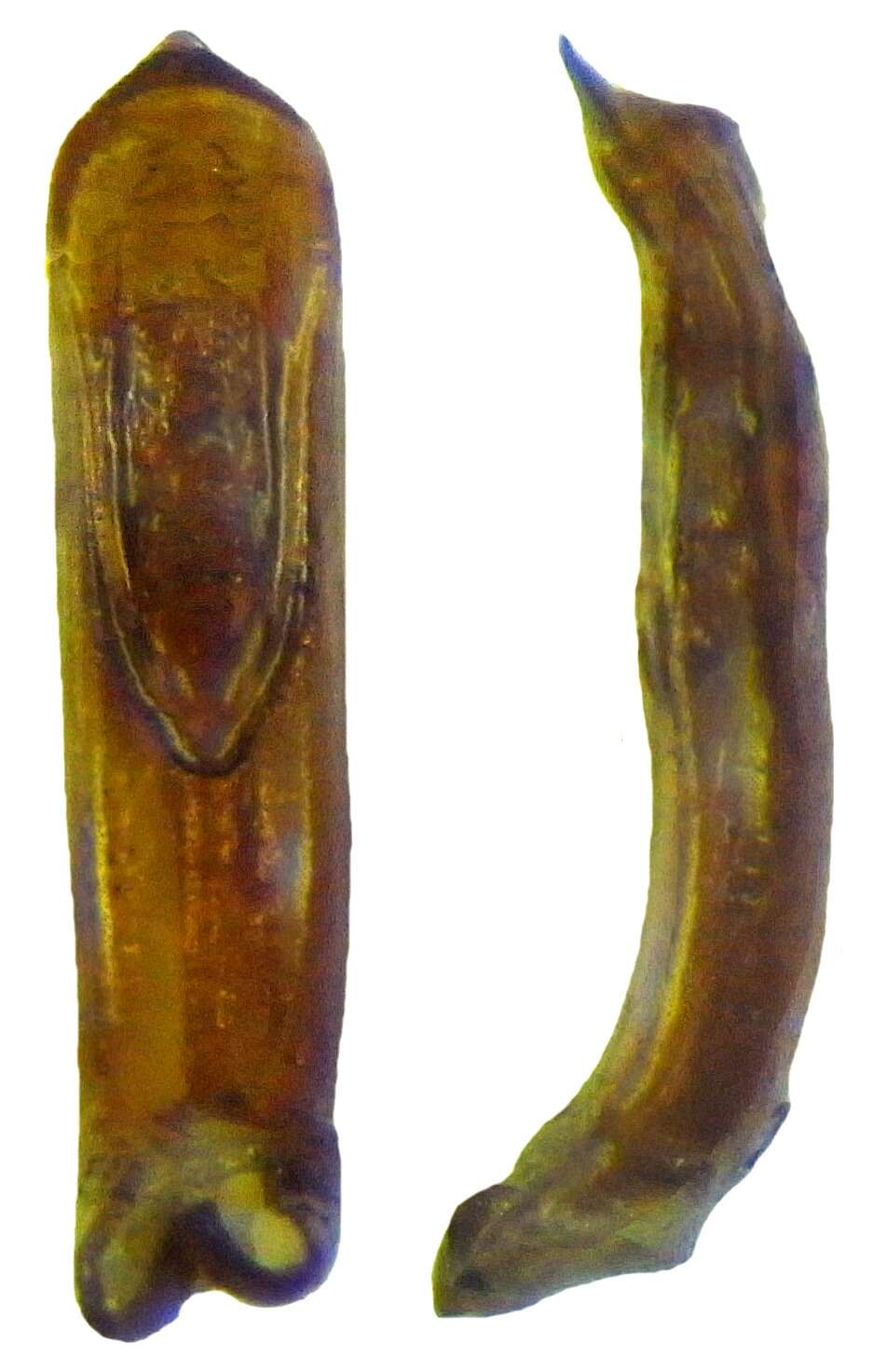 Image of Neocrepidodera ferruginea