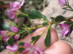 Image of Boronia crenulata Sm.