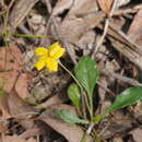 Слика од Goodenia lanata R. Br.