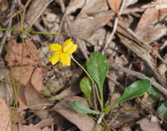 Image of Goodenia lanata R. Br.