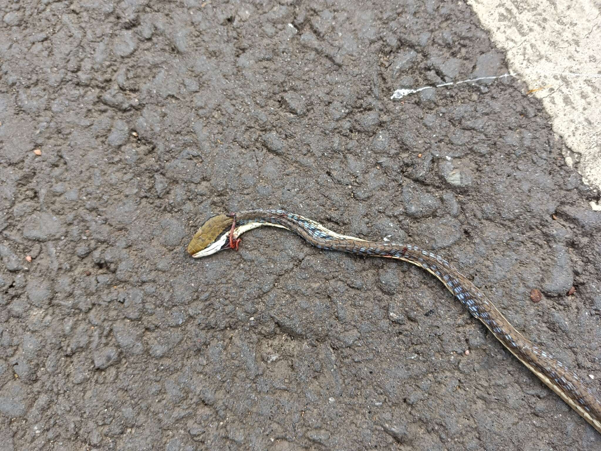 Image of Giri's Bronzeback Tree Snake